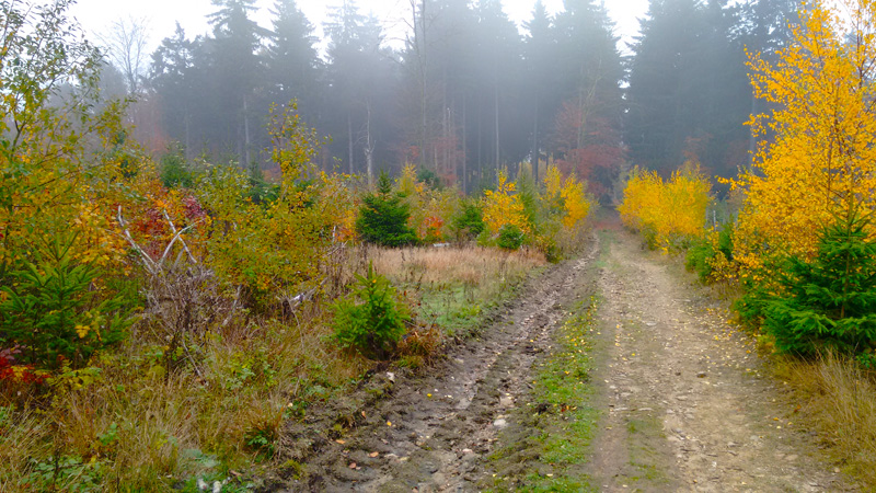 Осенний туман в лесу