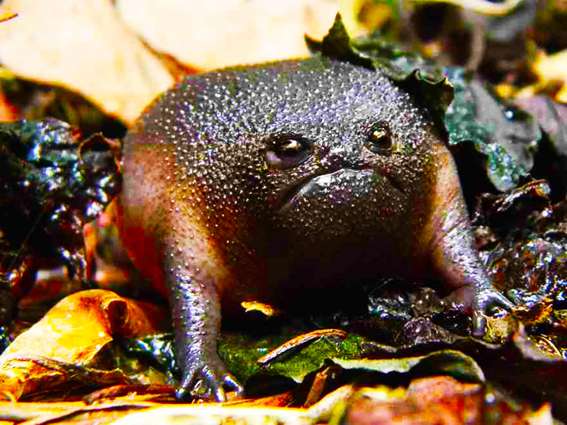 Черная жаба