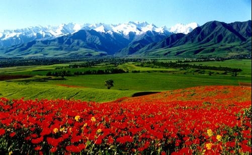 Киргизия. Горы и маки