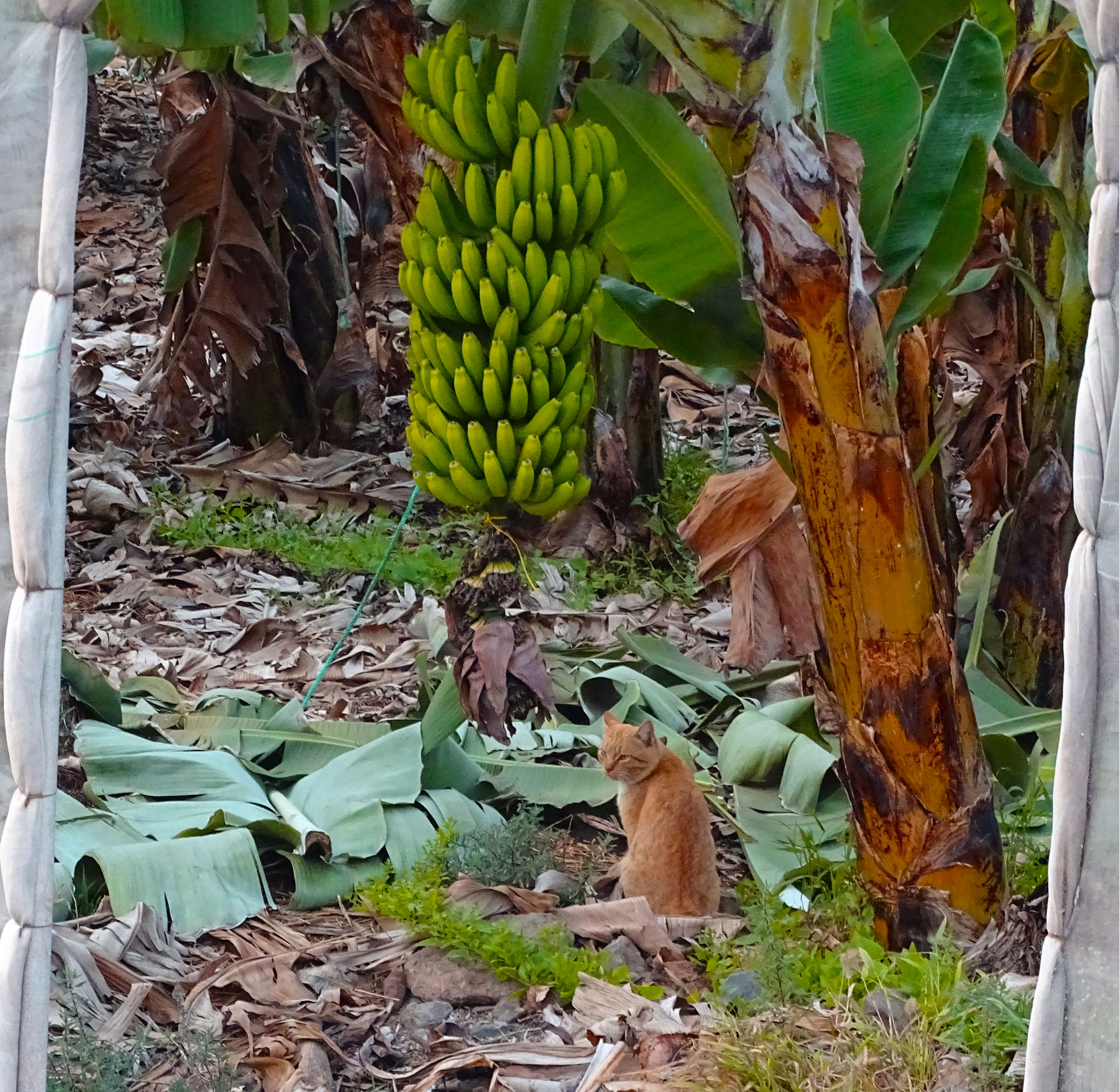 Кот на банановой плантации