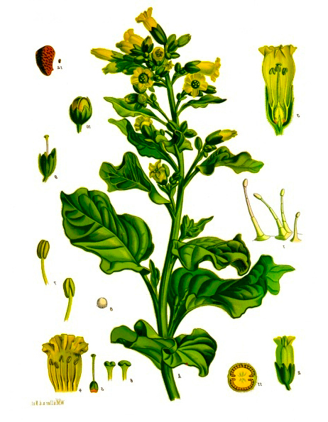 Мапачо растение
